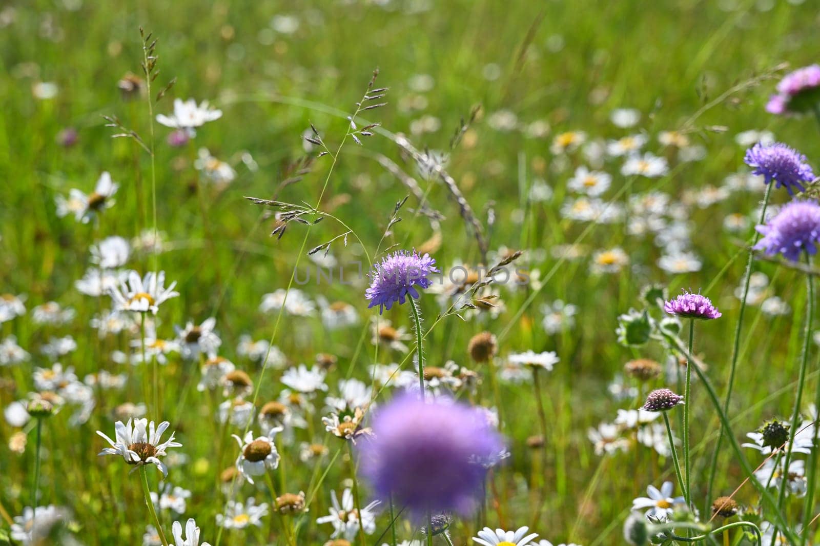 Green summer meadow with white and lilac flowers
