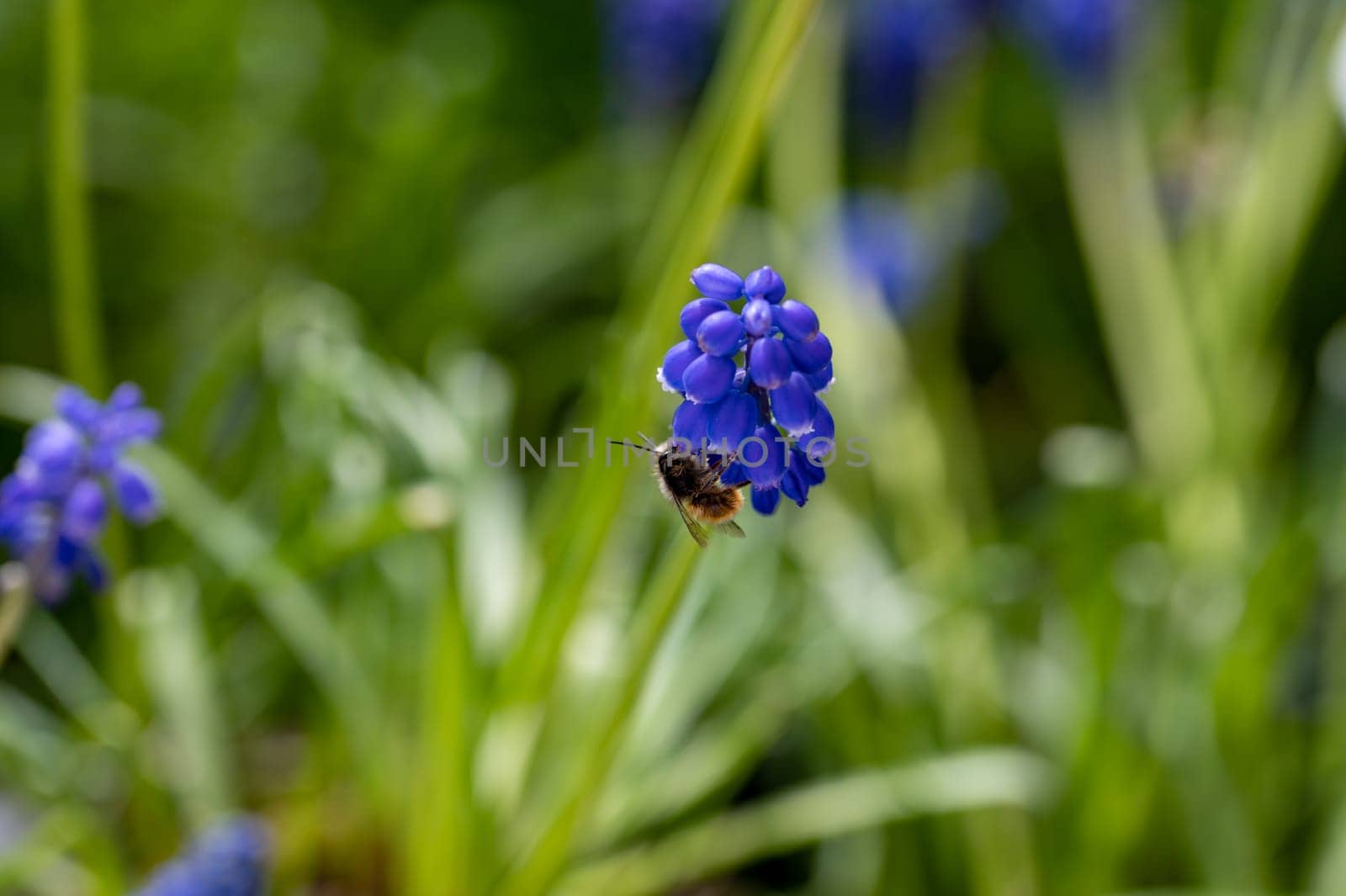 A bee on a blue grape hyacinth in green nature