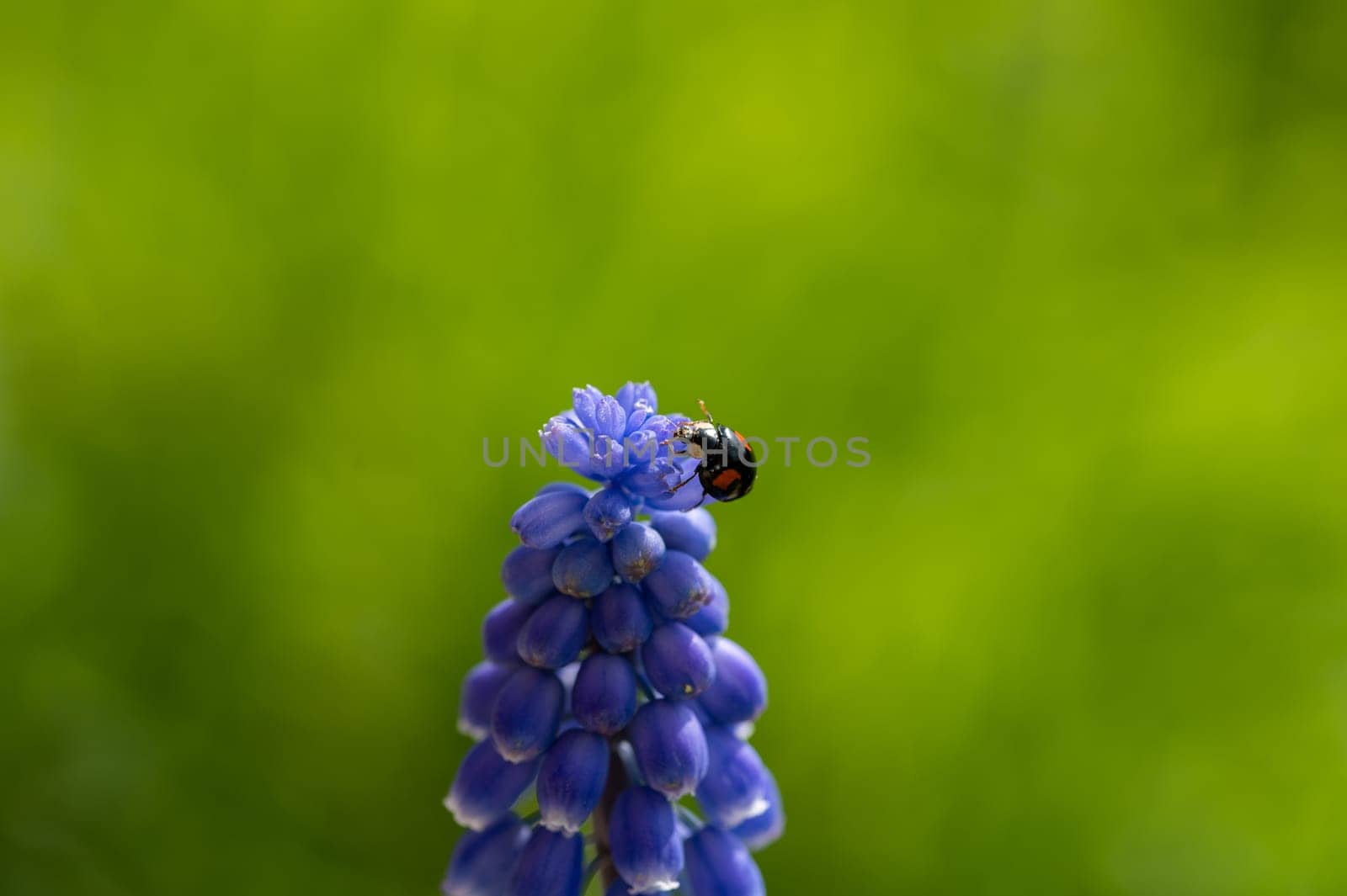 Black - red ladybug ( Coccinellidae ) on a blue grape hyacinth ( Muscari ) in green nature