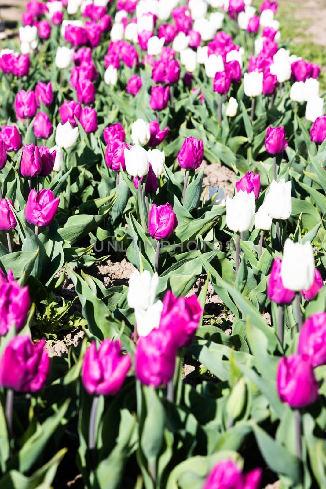 Blooming tulips field in Holland, springtime - beautiful multicolored background, sunlight