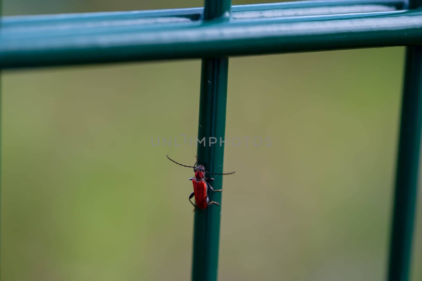 Red longhorn beetle ( Cerambycidae ) on a green metal stick in nature