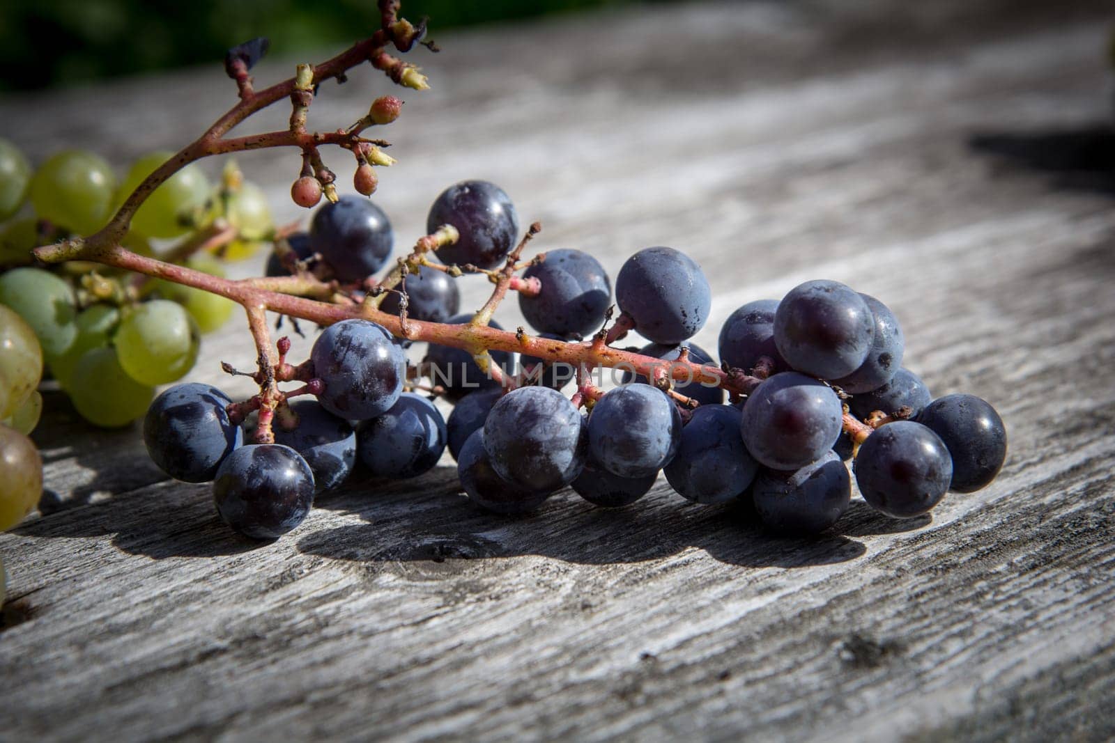 A close up of freshly picked blue grapes.