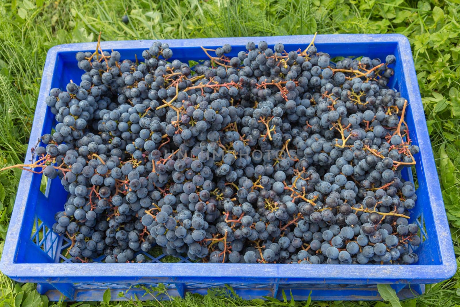 A box of freshly picked blue grapes.