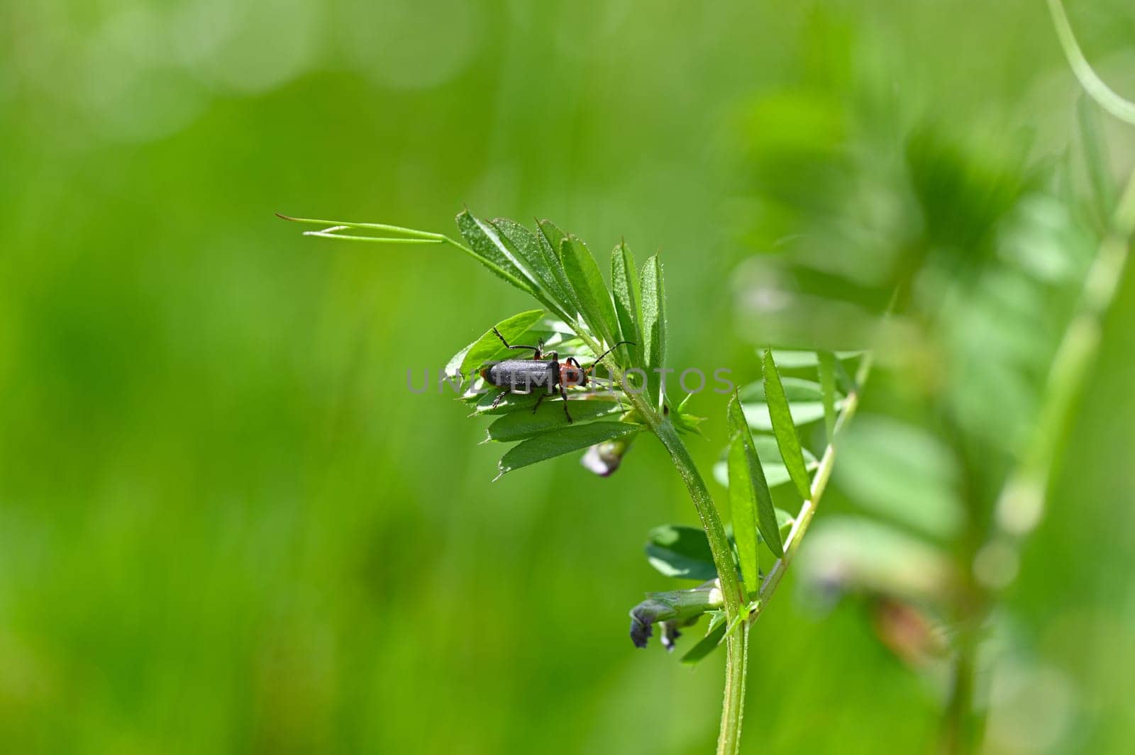 A soldier beetle ( Cantharidae ) on a blade of grass in green nature