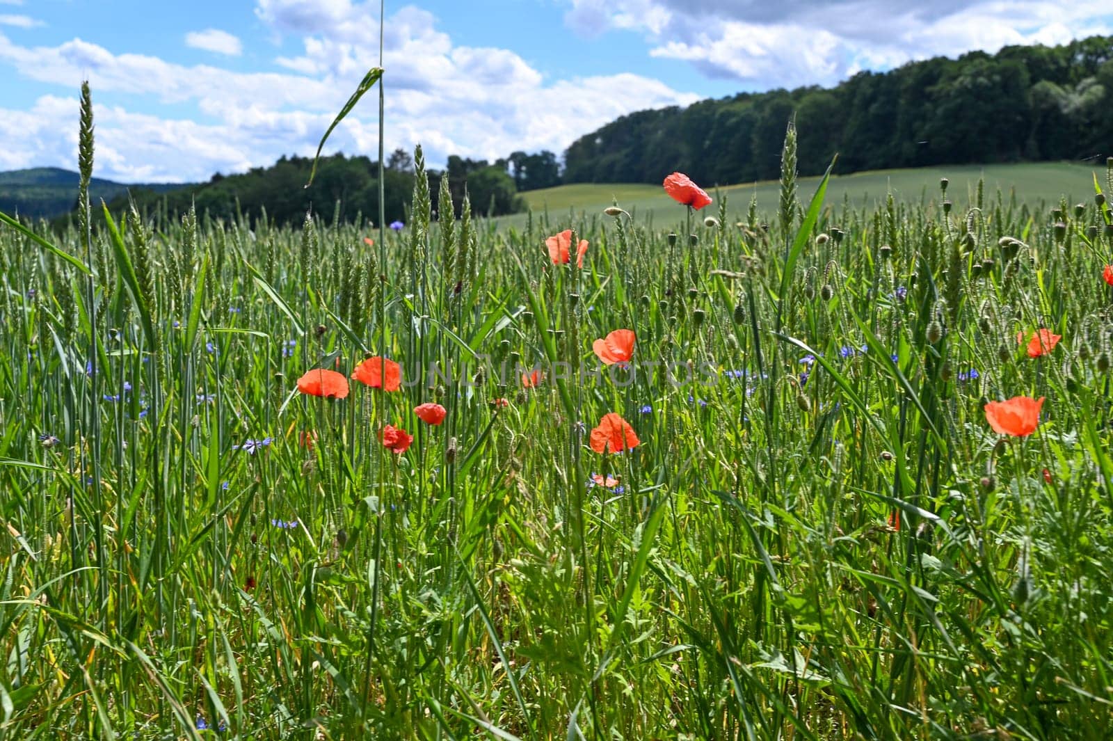 Clap poppy blossom ( Papaver rhoeas ) in a grain - field
