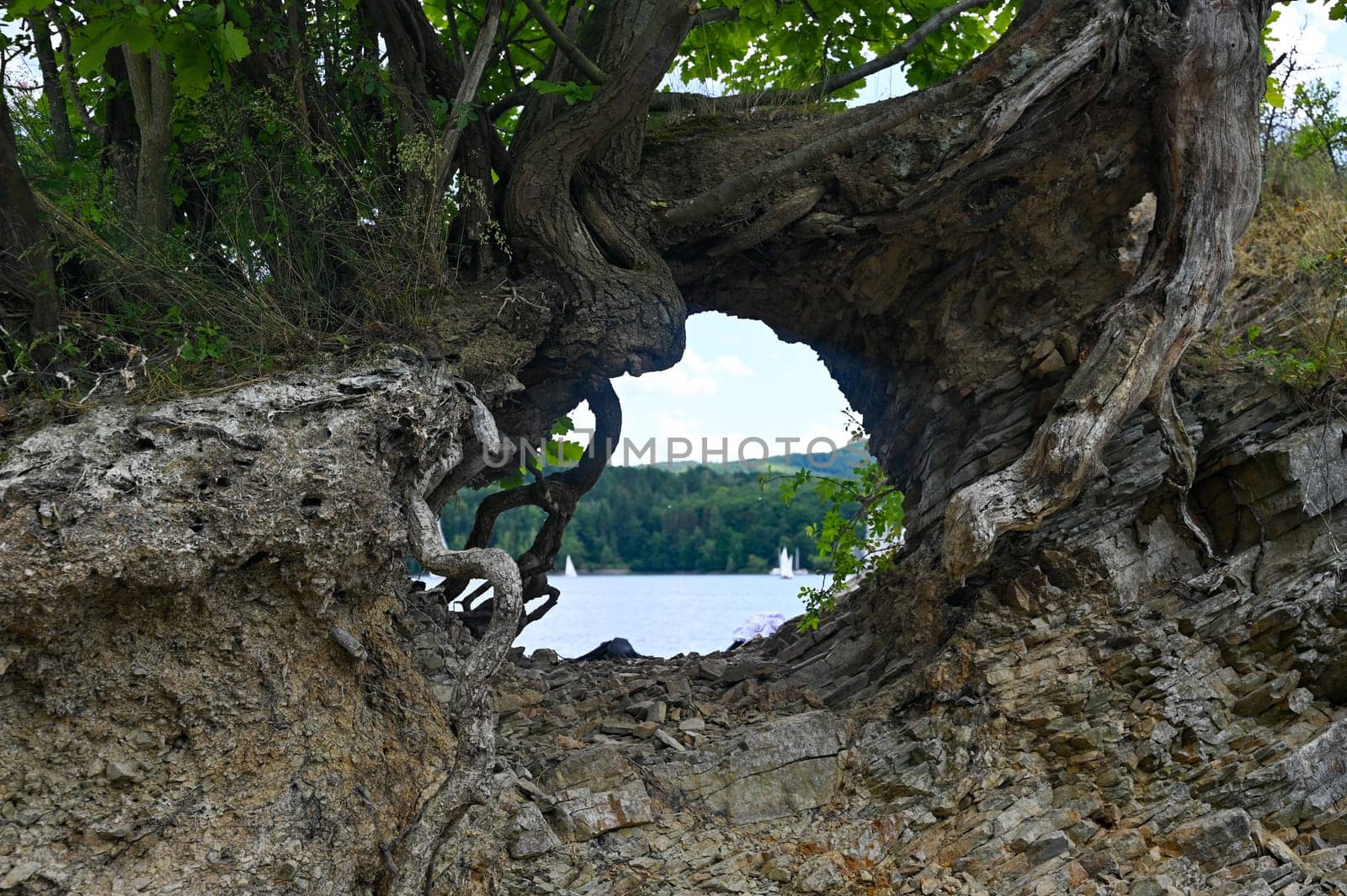 Roots of a tree with an opening and a view of the Edersee, Hesse, Germany