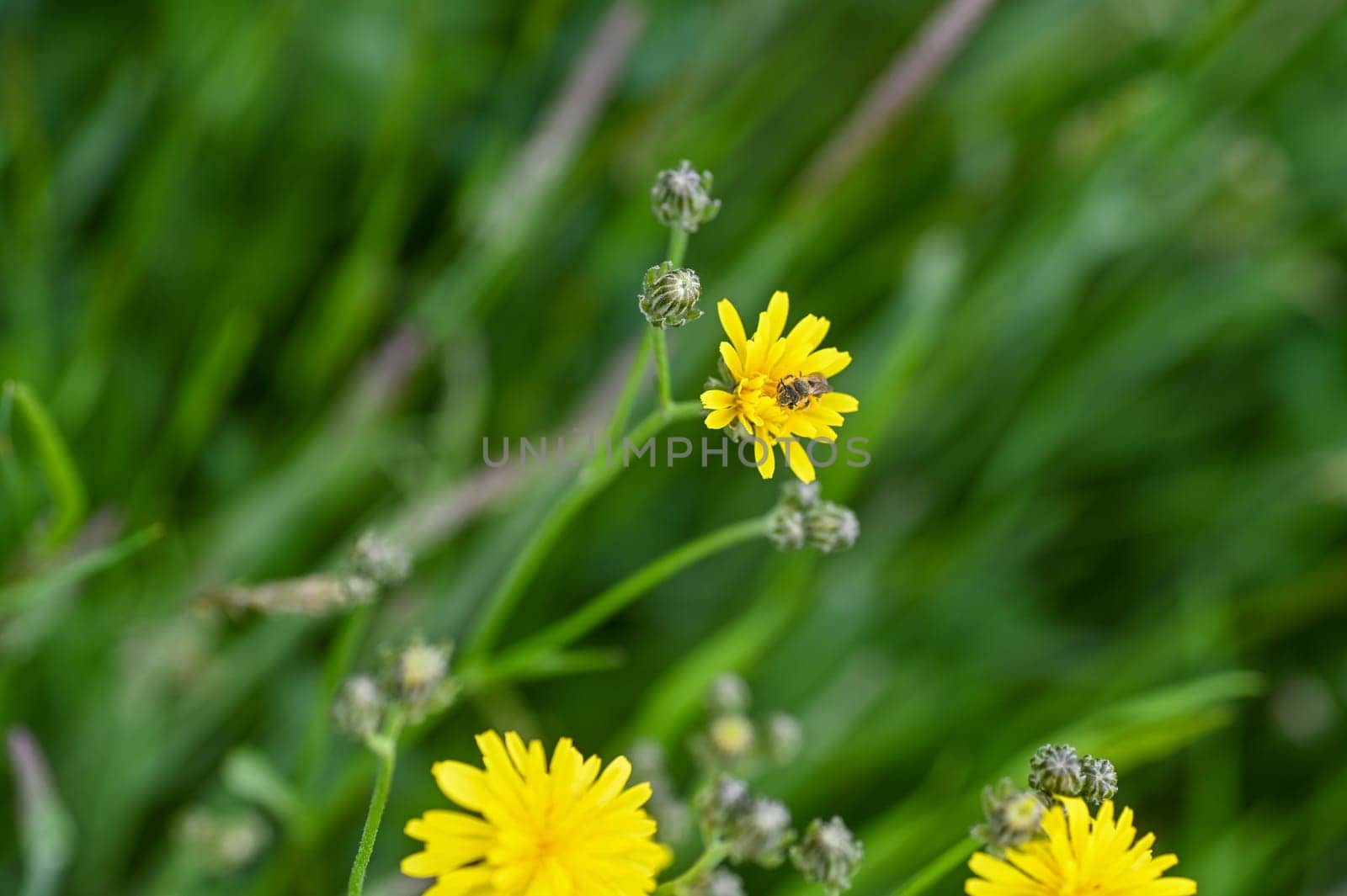 Bee at nectar collecting on a flower in green nature with lots of copy space