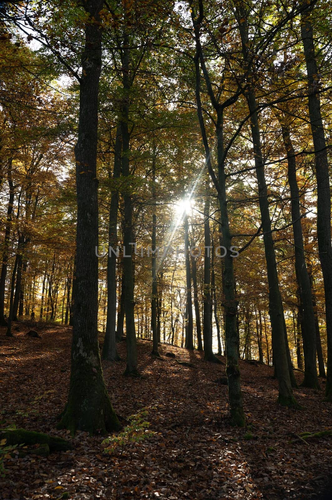 Bright sun shines through trees in the forest in autumn