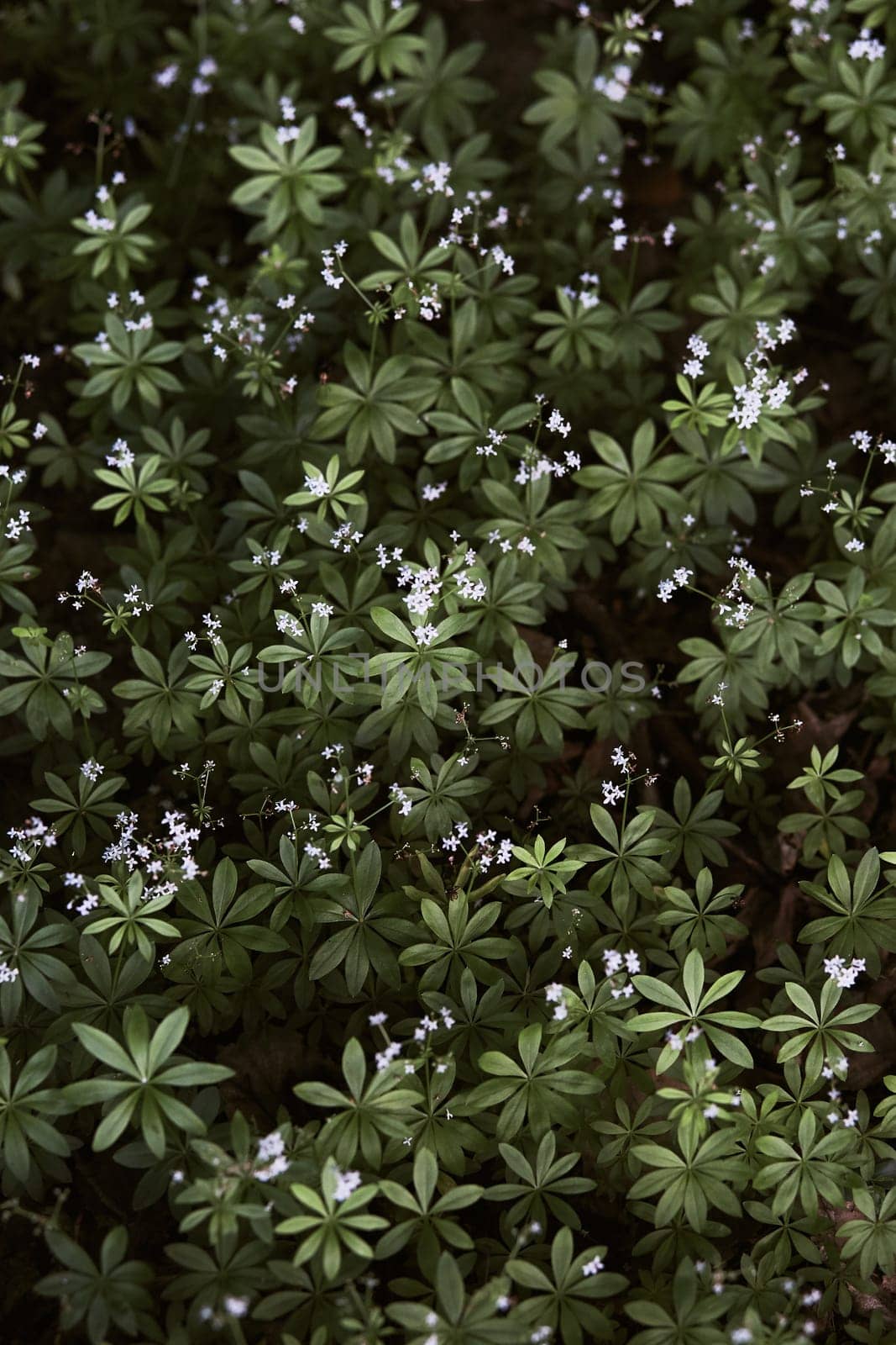 Closeup of leaves and little wild flowers. Background from plants