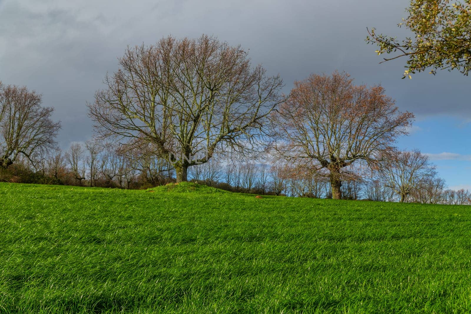 Cork oak trees (Quercus suber) in the landscape, Extremadura, Spain, Europe