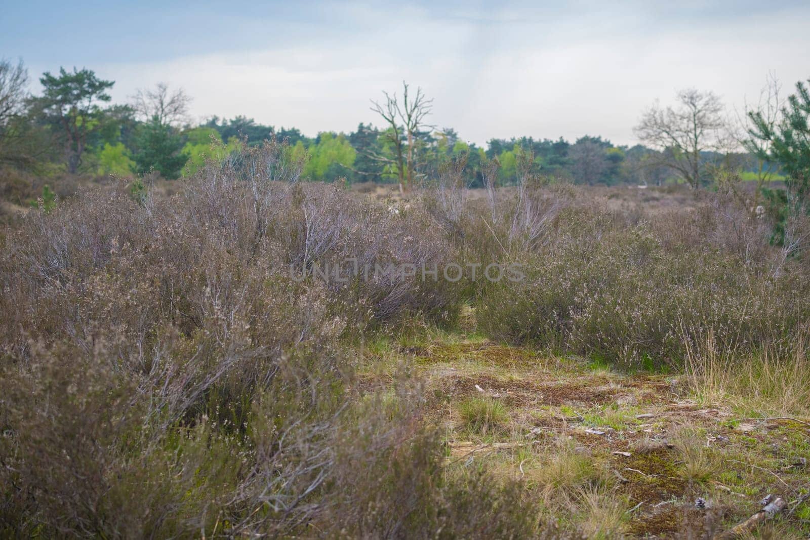 Closeup shot of heath soil and nature at Kalmthout Heath nature reserve in Belgium.