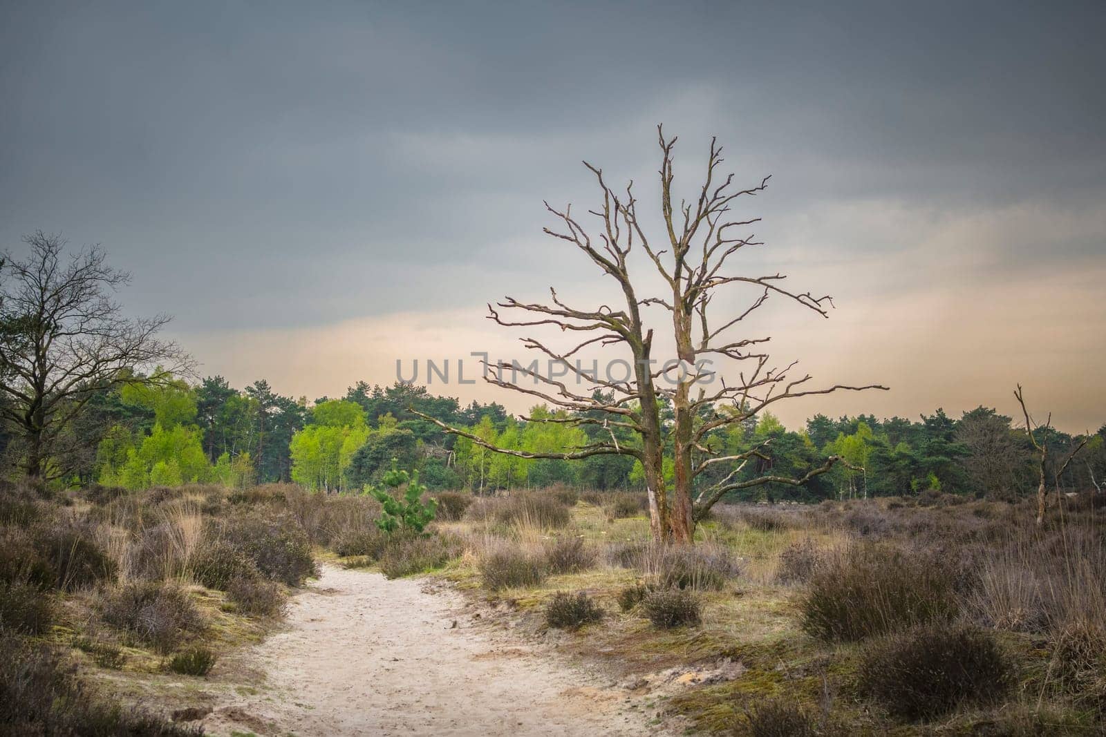 Moody nature and landscape of Kalmthout Heath nature reserve in Belgium.