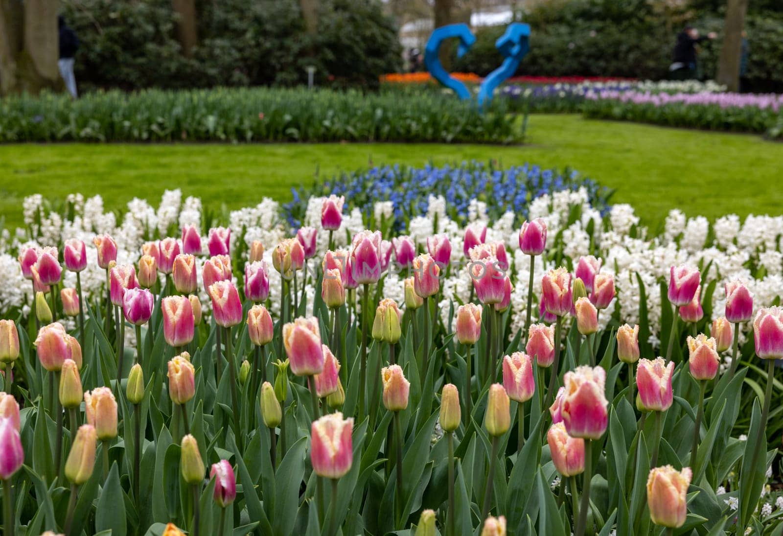 Colorful flowers in the Keukenhof Garden in Lisse, Holland, Netherlands.