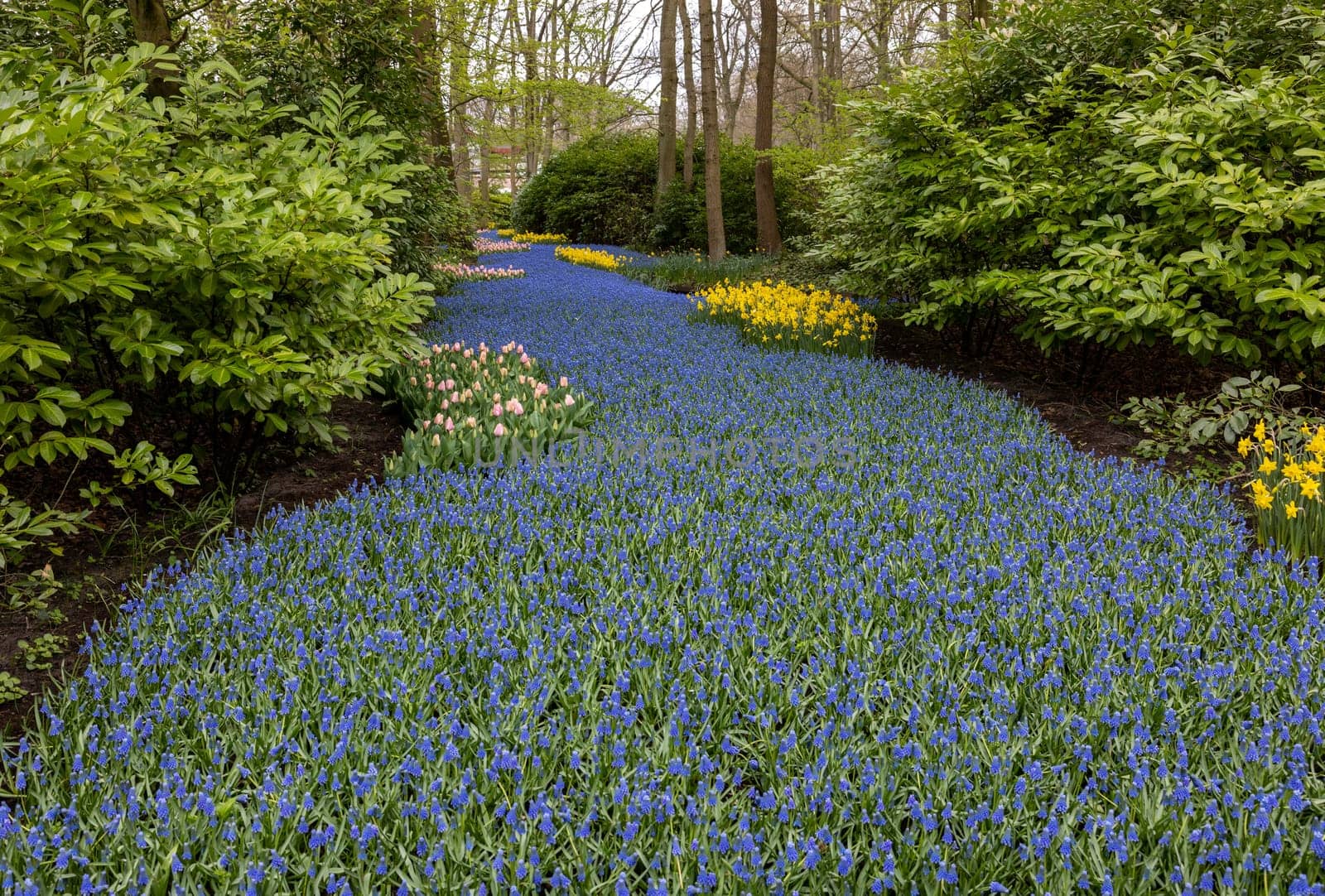 Colorful flowers in the Keukenhof Garden in Lisse, Holland, Netherlands.