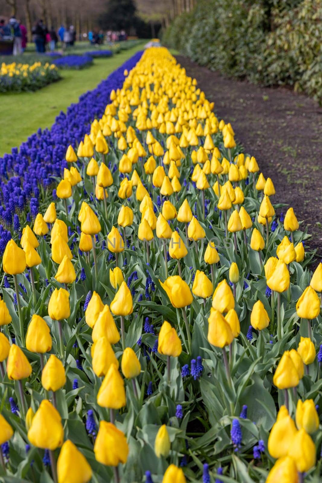 Colorful flowers in the Keukenhof Garden in Lisse, Holland, Netherlands.