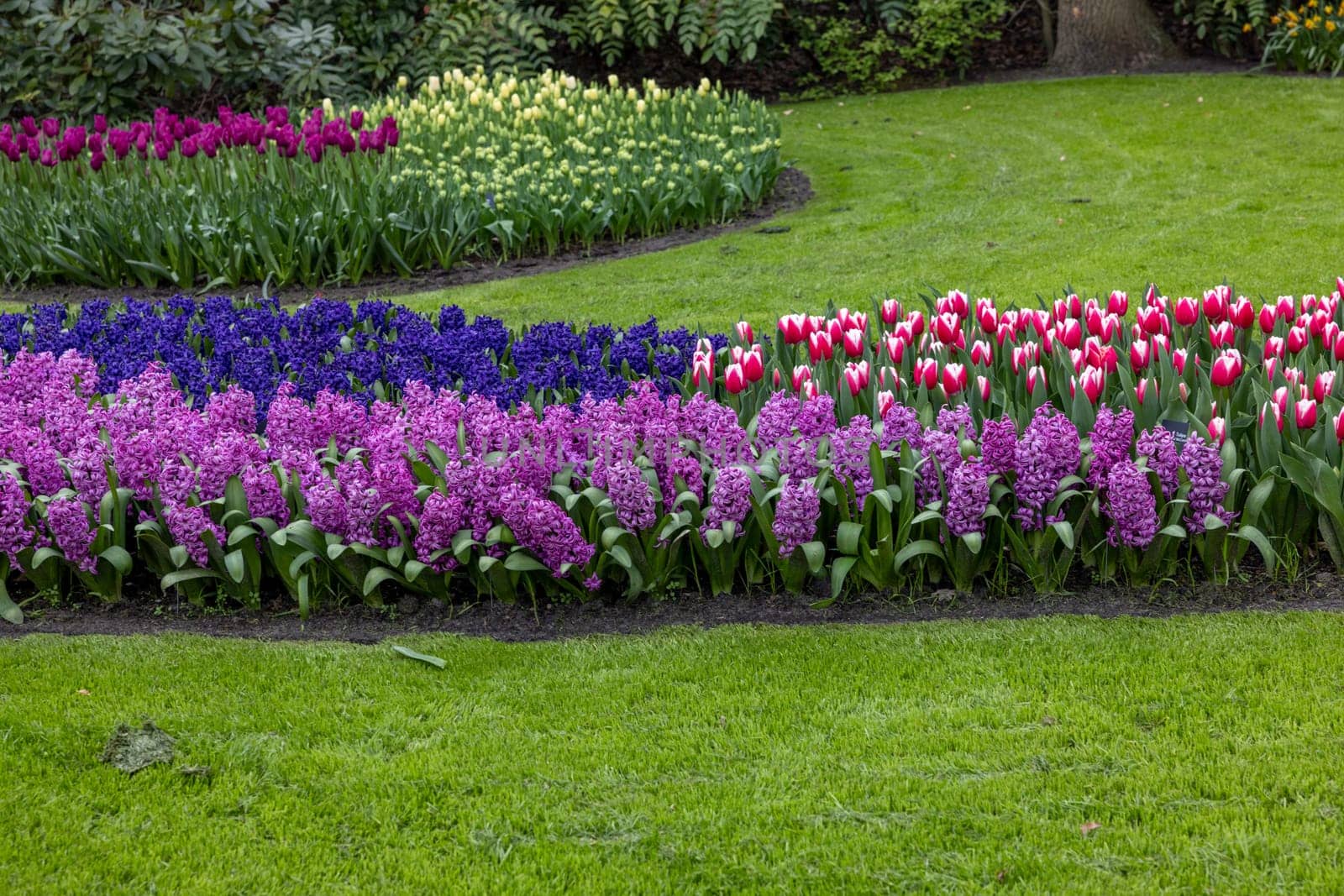 Colorful flowers in the Keukenhof Garden in Lisse, Holland, Netherlands.