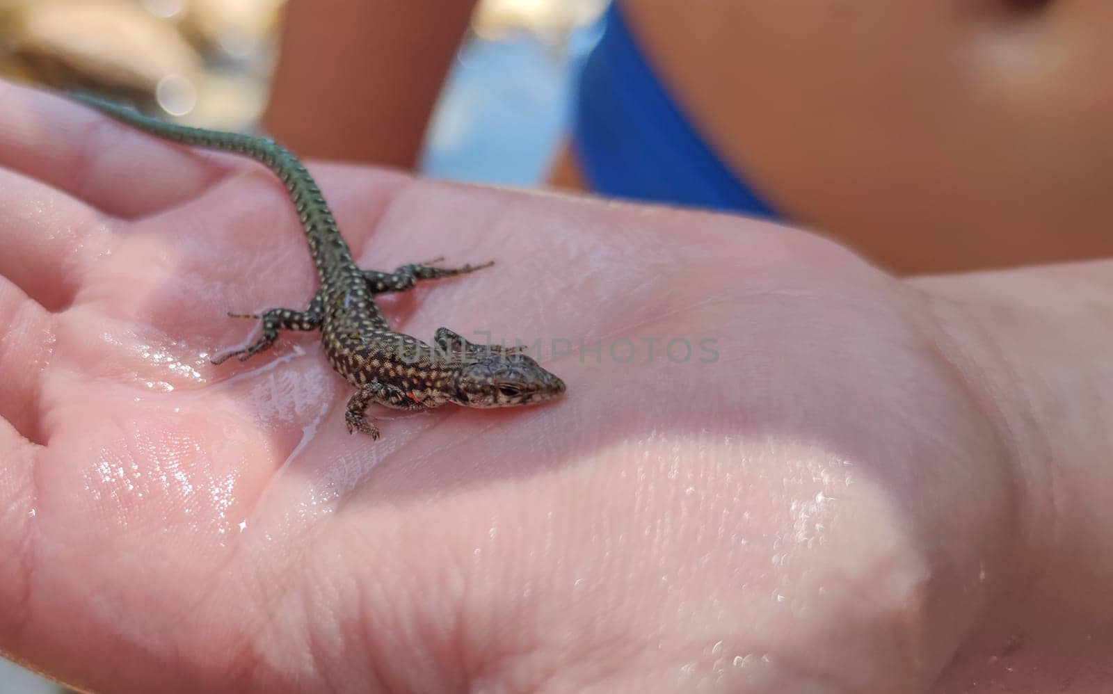 Child girl in a swimsuit holds a lizard in her wet hand. Childrens pranks in nature concept