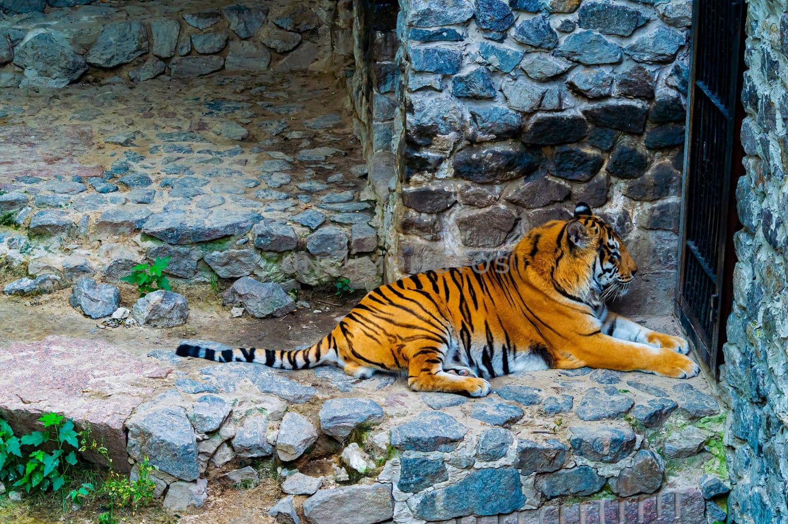 Predatory animal tiger in captivity of the zoo. Panthera tigris. Animal tiger. Wild cat. Animal world. Zoo aviary. The beauty of the wild. The cat family. The victim is trapped.
