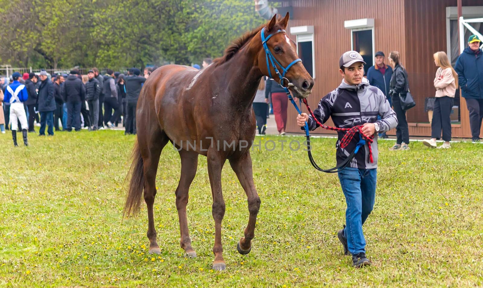 PYATIGORSK,RUSSIA - APRIL 30,2023:Winner of the Nazarov Prize race - red mare Polo Joy,Pyatigorsk Hippodrome.