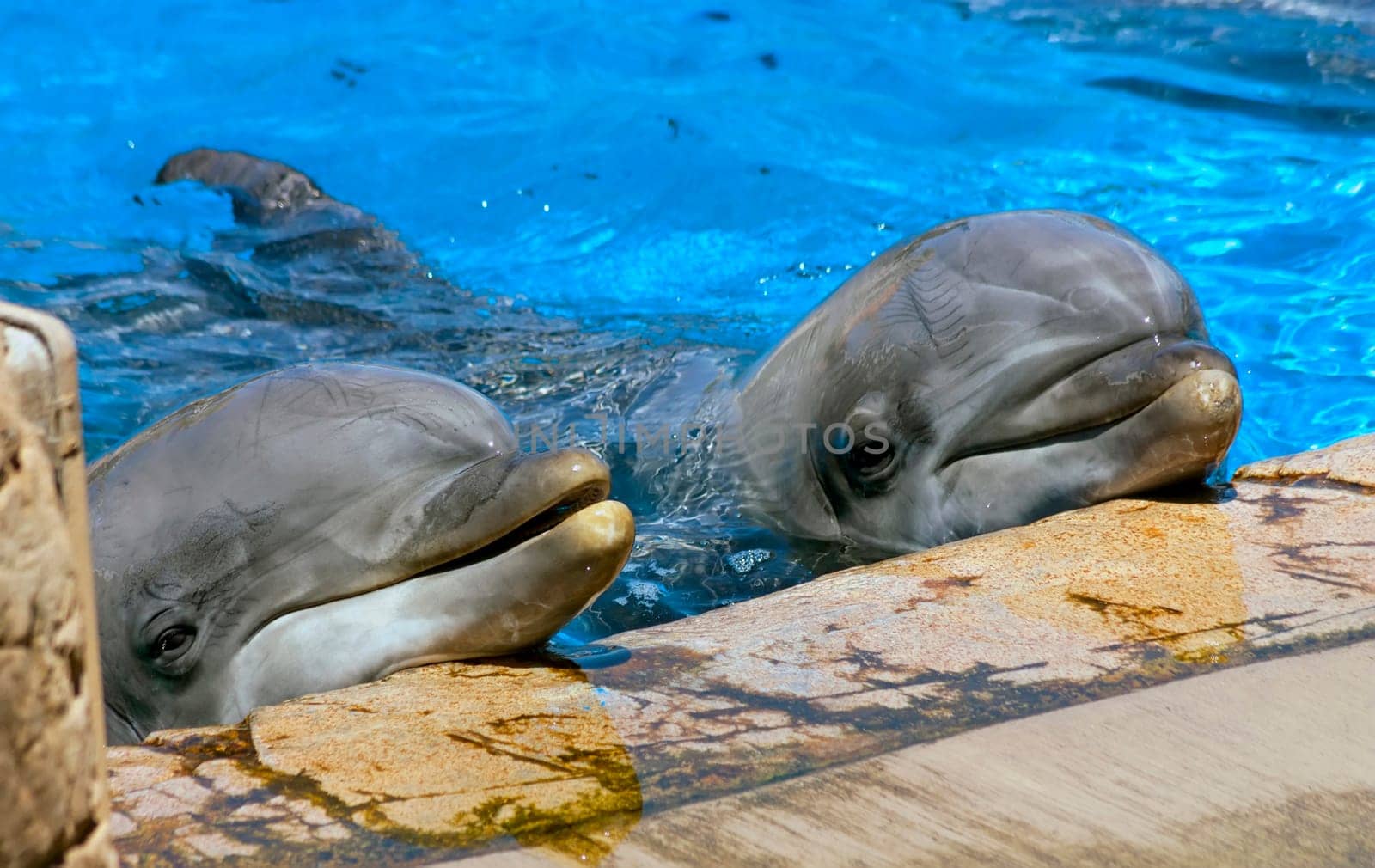 A two dolphin looking up at its trainer waiting for his command.