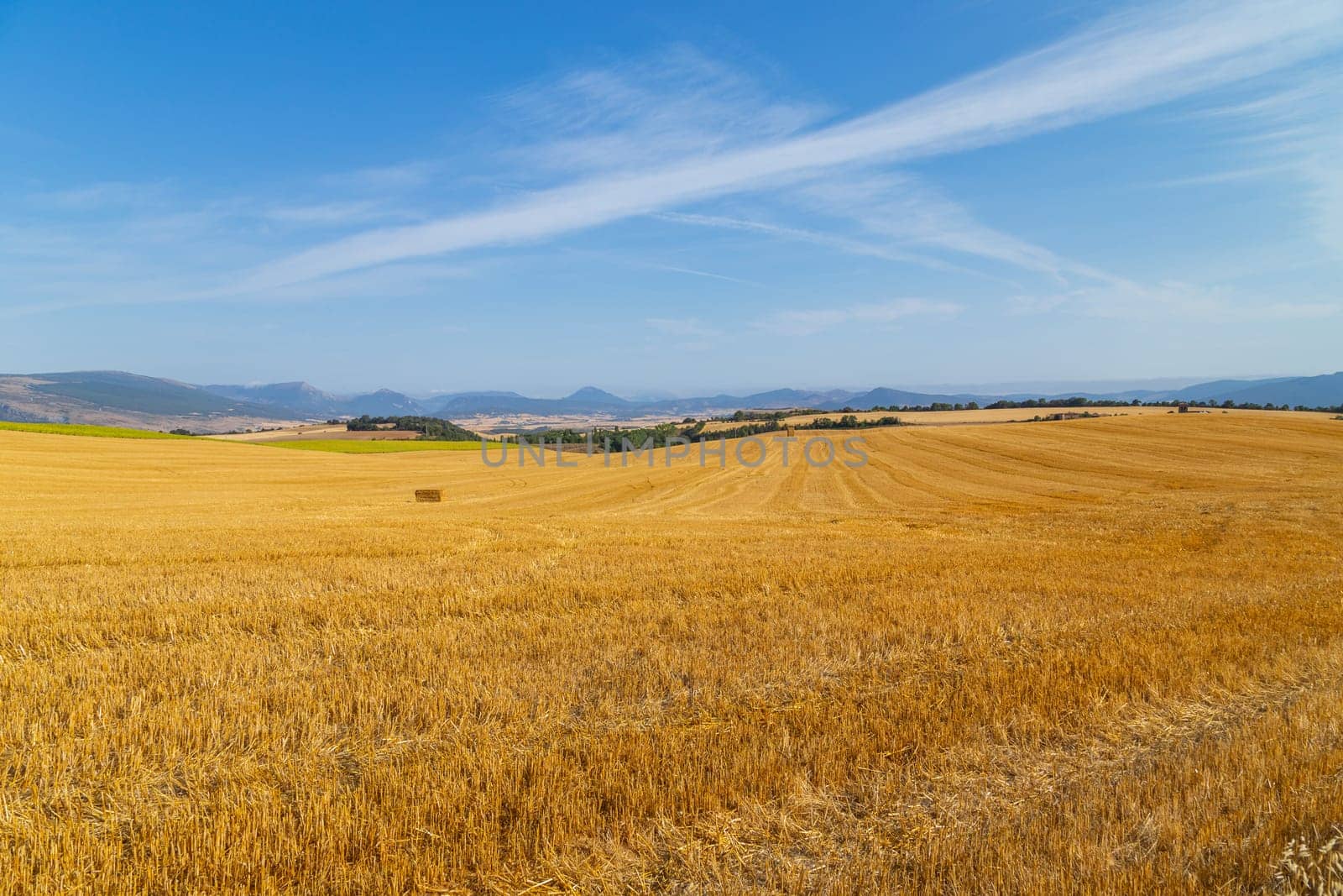 view of a crop field in the north of Spain