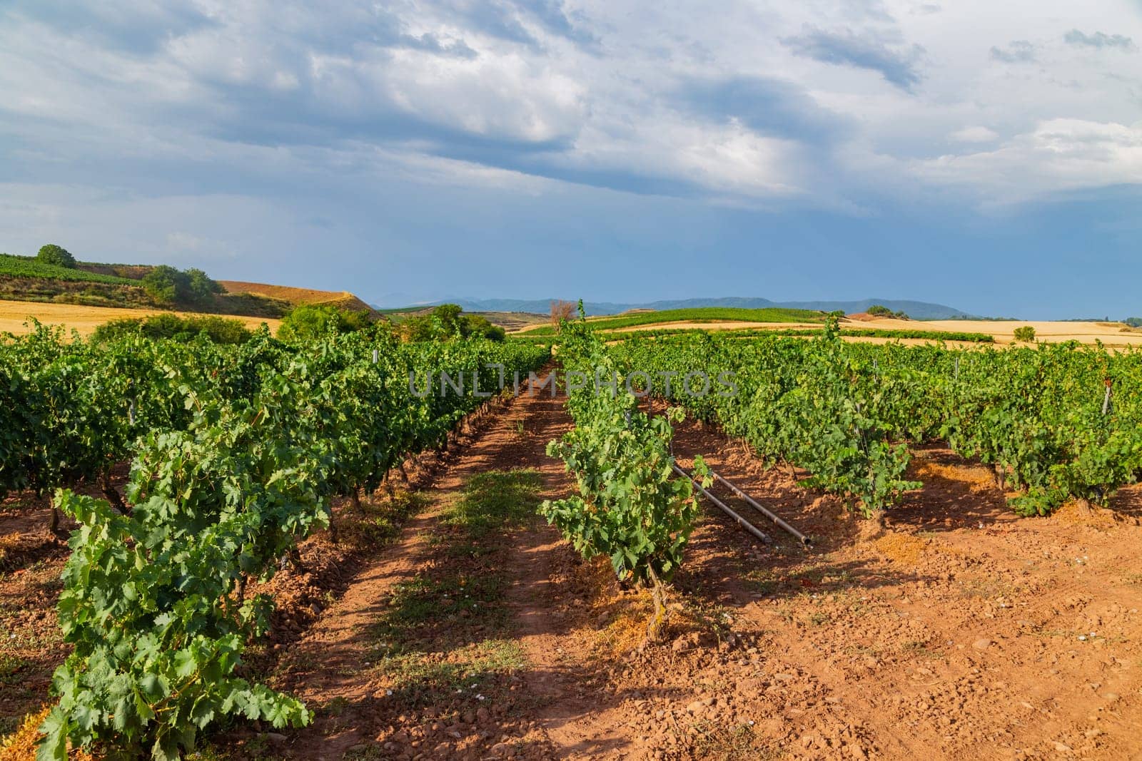 Vineyards in a beautiful valley near Pamplona in Northern Spain