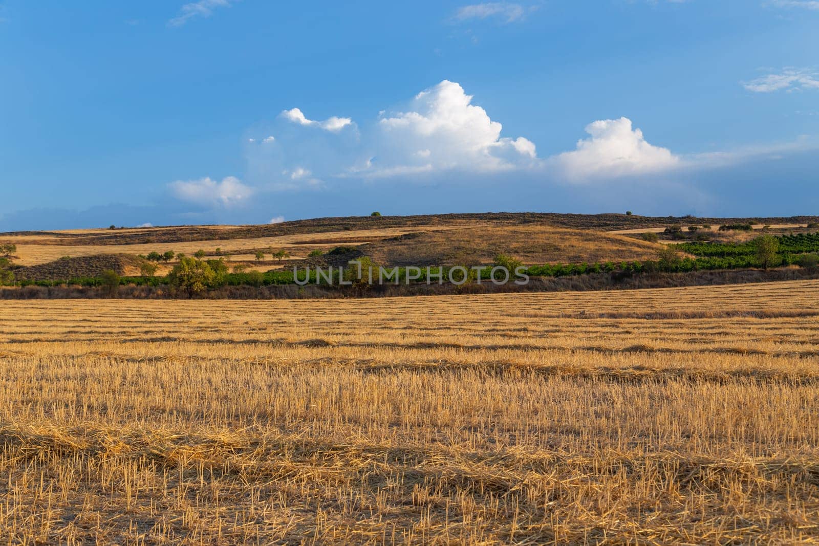 view of a crop field in the north of Spain