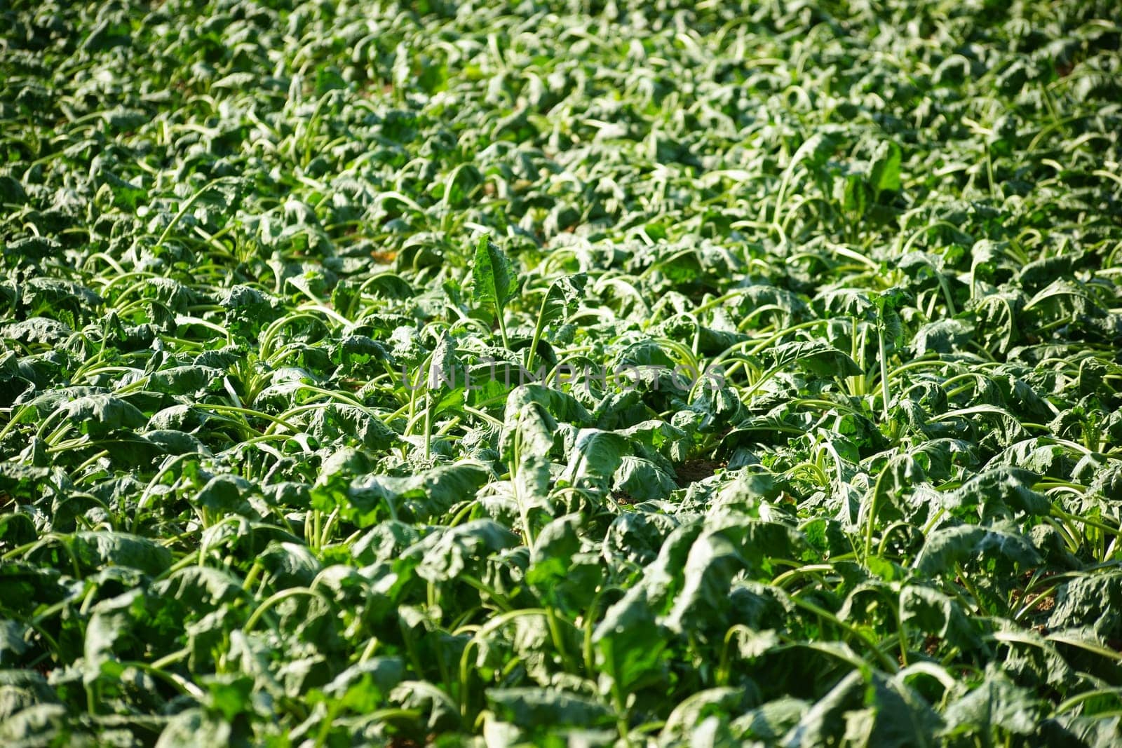 A field of green leaves of the sugar beet,which wither through the dryness.