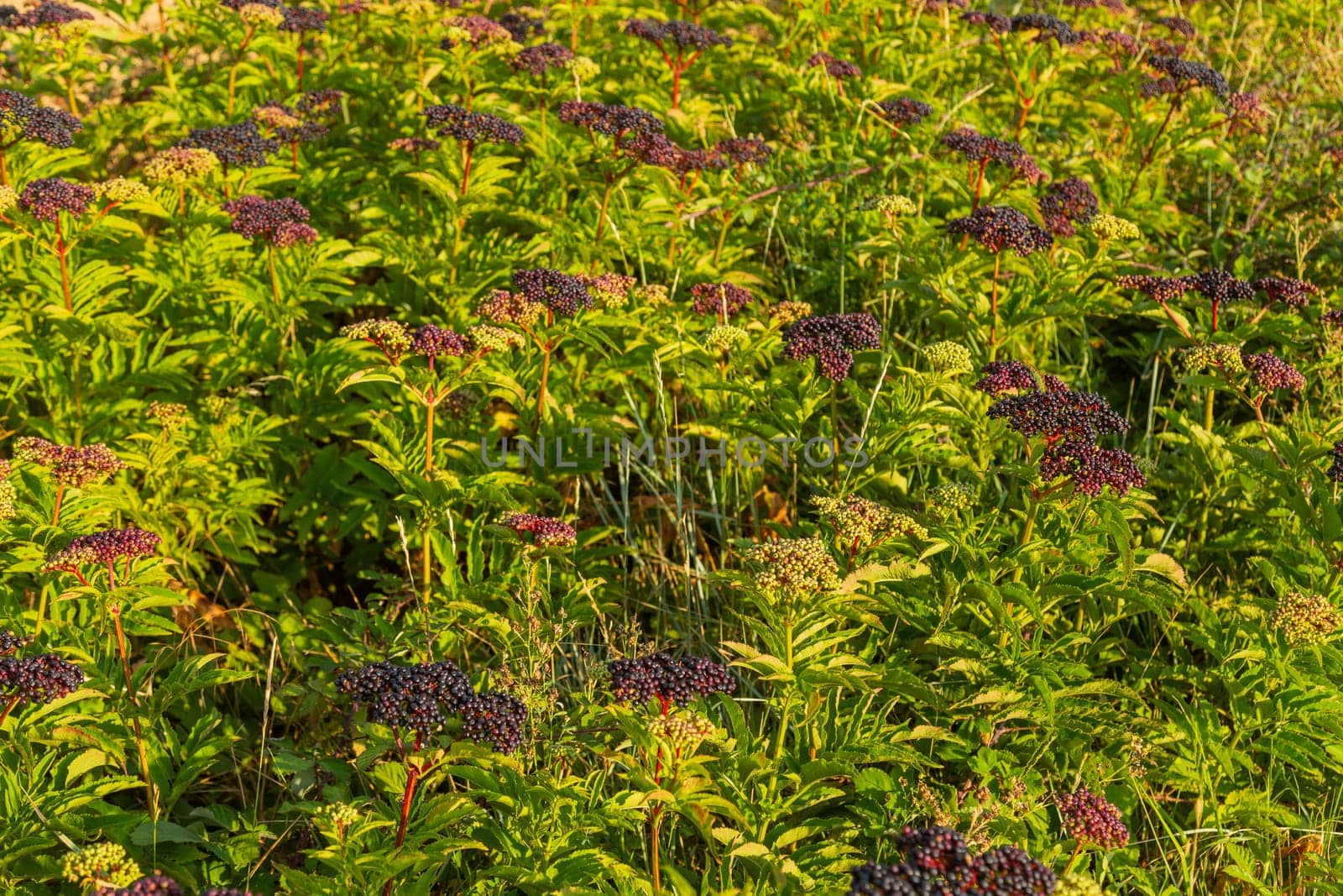 Сluster of black elderberries. Elderberry bush with berries. Central Spain