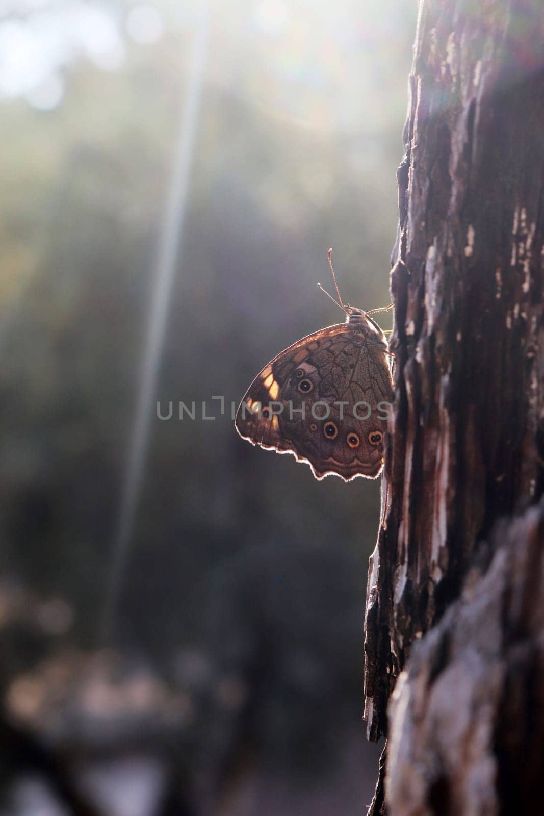 big butterfly on plant bark