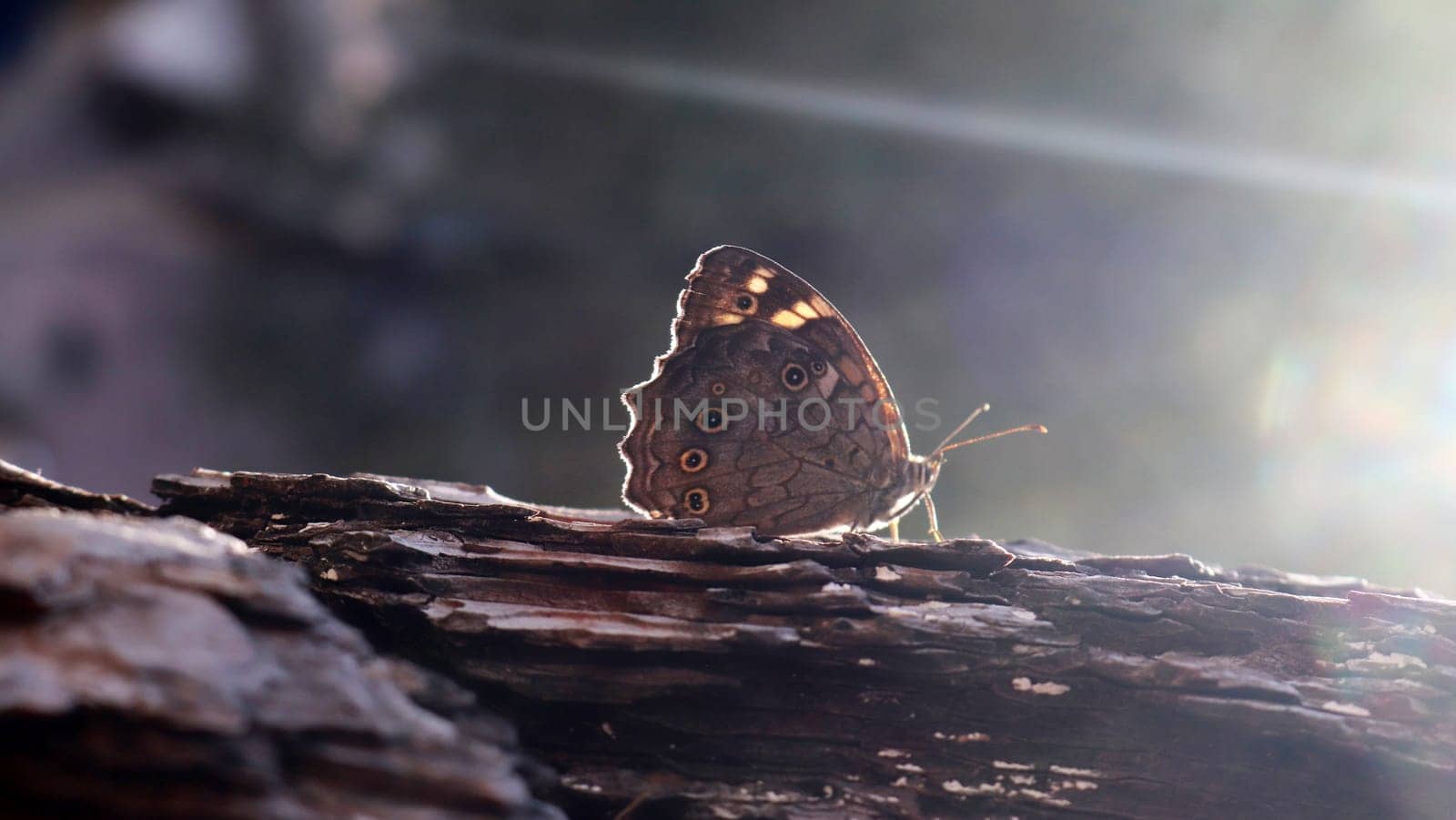 big butterfly on plant bark
