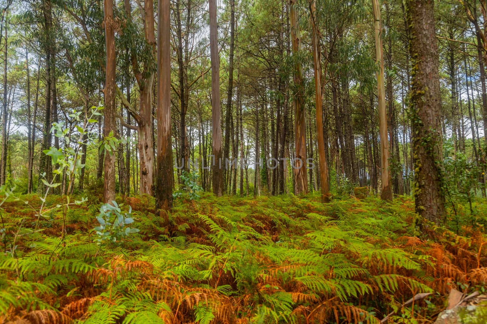Forest near Santiago de Compostela, the way of Santiago, Galicia, Spain