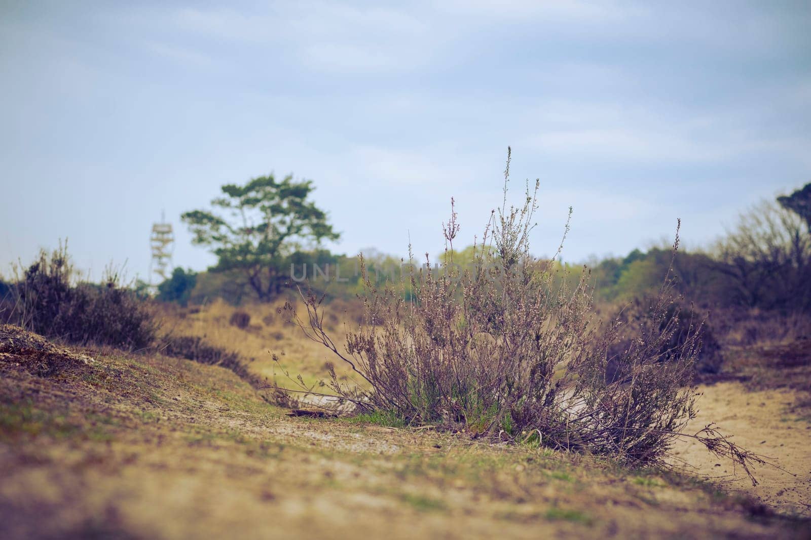 Low angle view on the landscape of Kalmthout Heath (Kalmthoutse Heide) nature reserve in Belgium