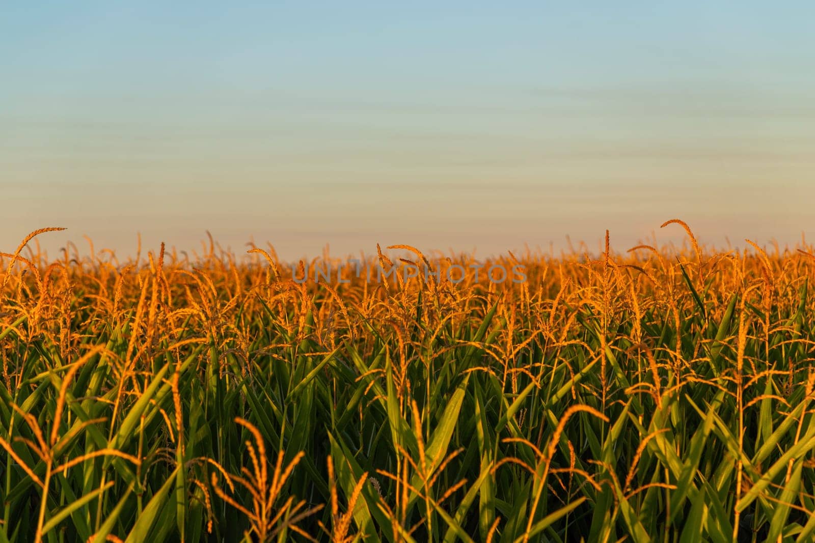 golden wheat field at sunset in Navarre, Spain