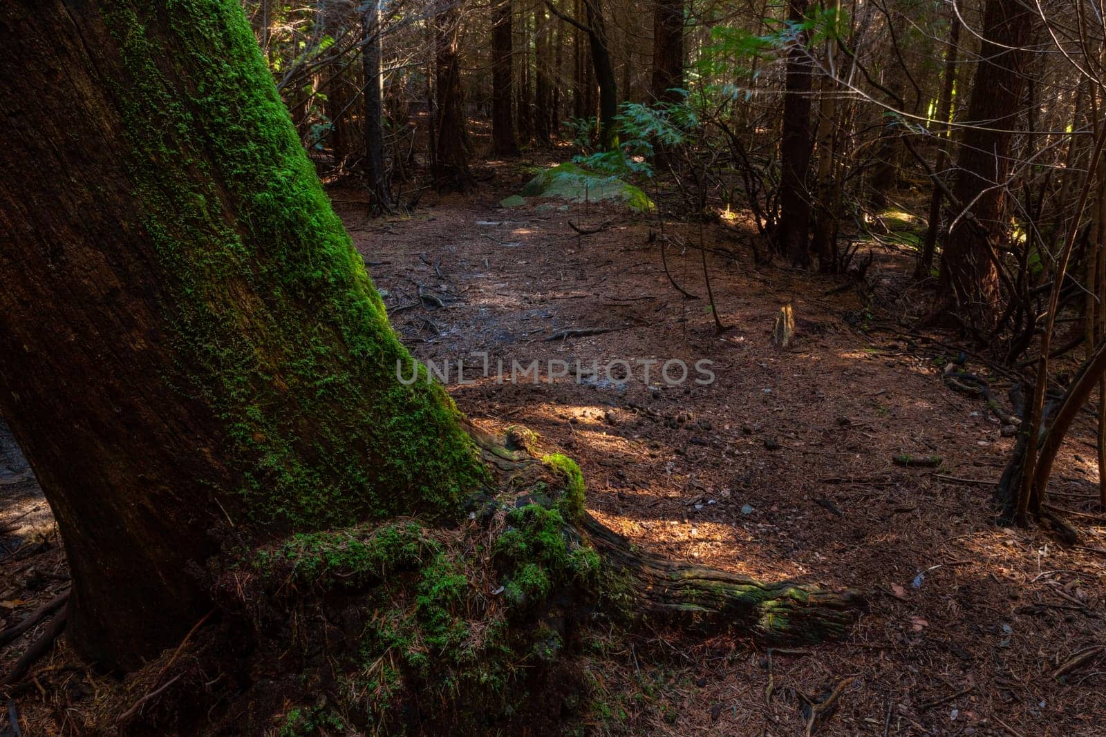 The moss on the trees in the woods at Geres, Portuguese National Park