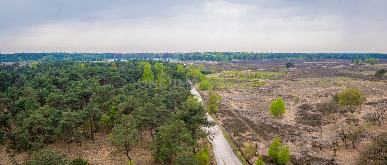 High angle panorama view over Kalmthout Heath nature park in Belgium during springtime