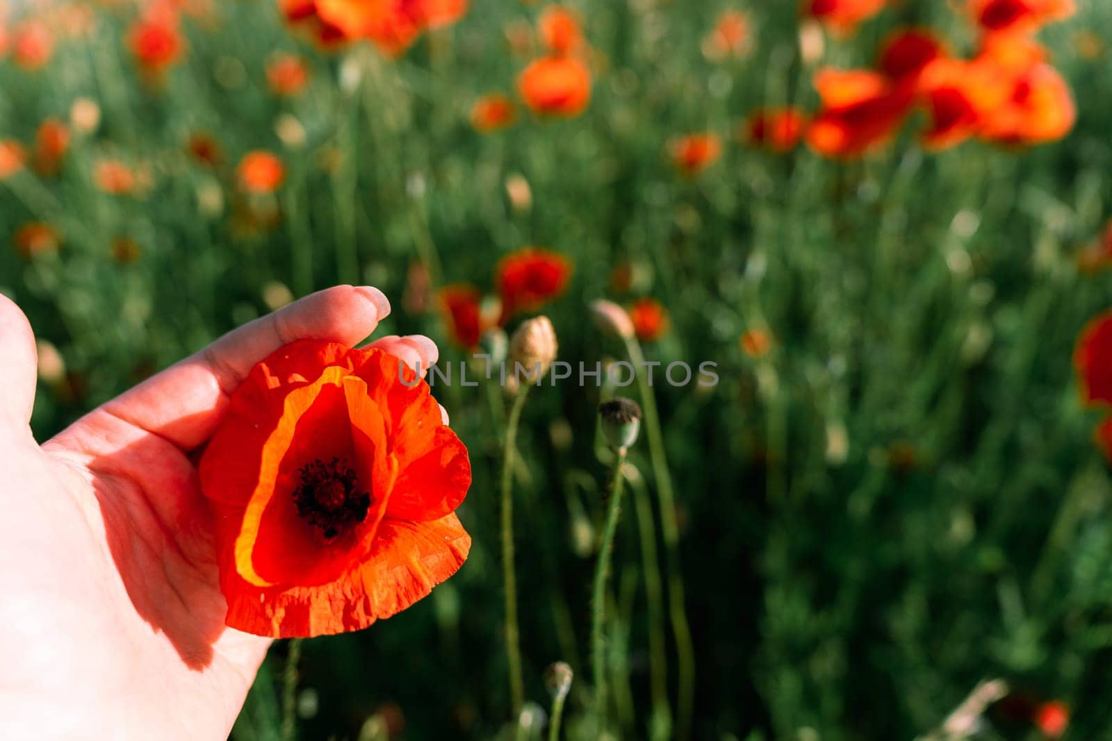 Focus in the foreground on a woman's hand holding a bud of red field poppy, also known as the common poppy.