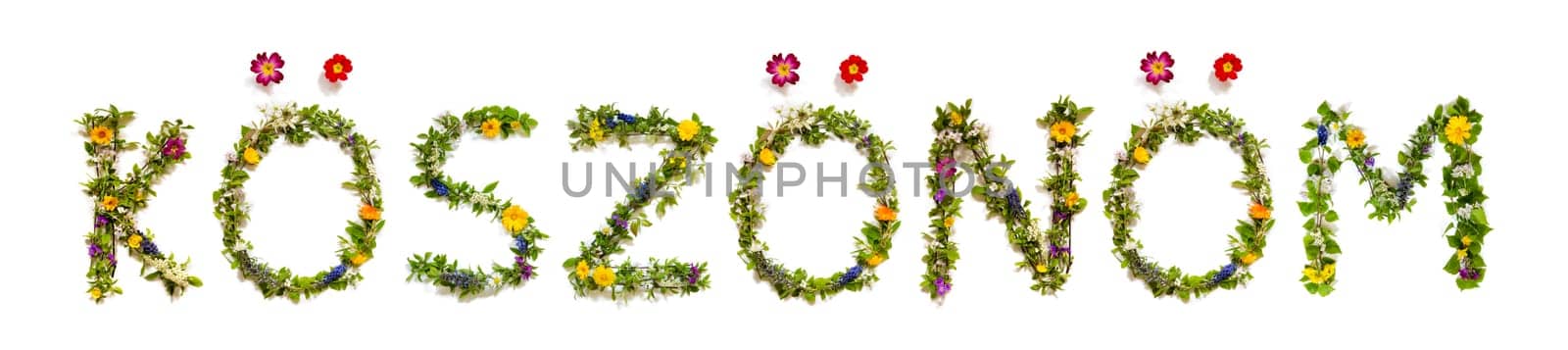 Colorful Flowers Building Hungarian Text K sz n m, Means Thank You in English, Some Green And Some Spring Flowers on Isolated White Background, Symbolic Meaning, Quote