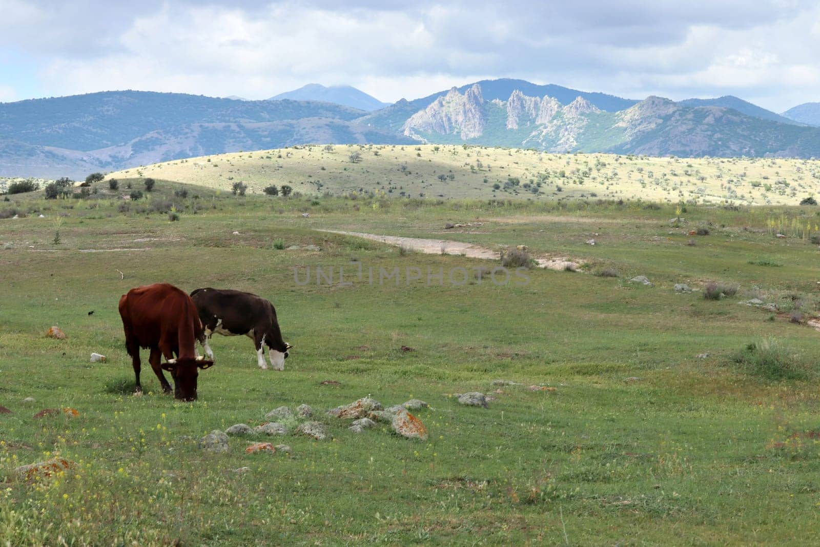 cows grazing in the meadow