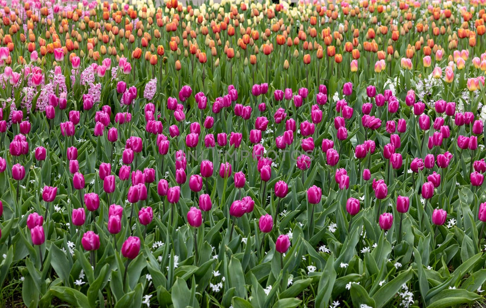 colorful tulips and purple hyacinths blooming in a garden