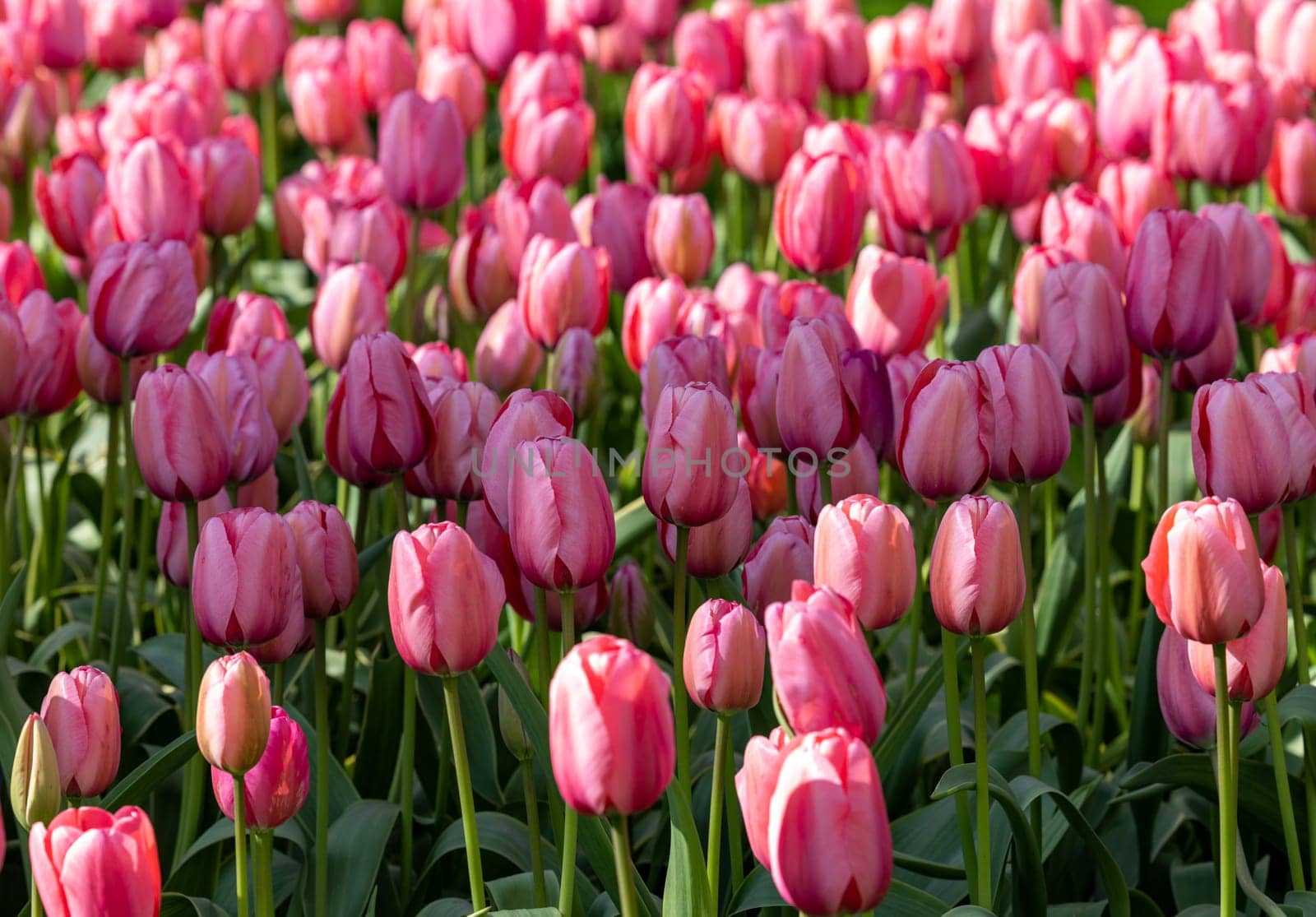 pink and red tulips blooming in a garden