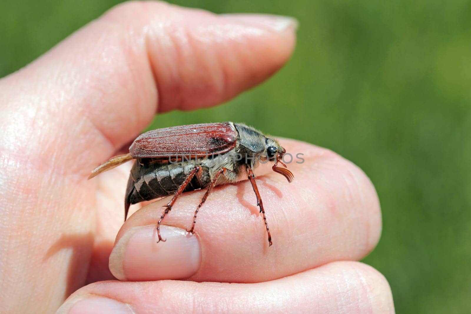 A cockchafer on the hand of a woman