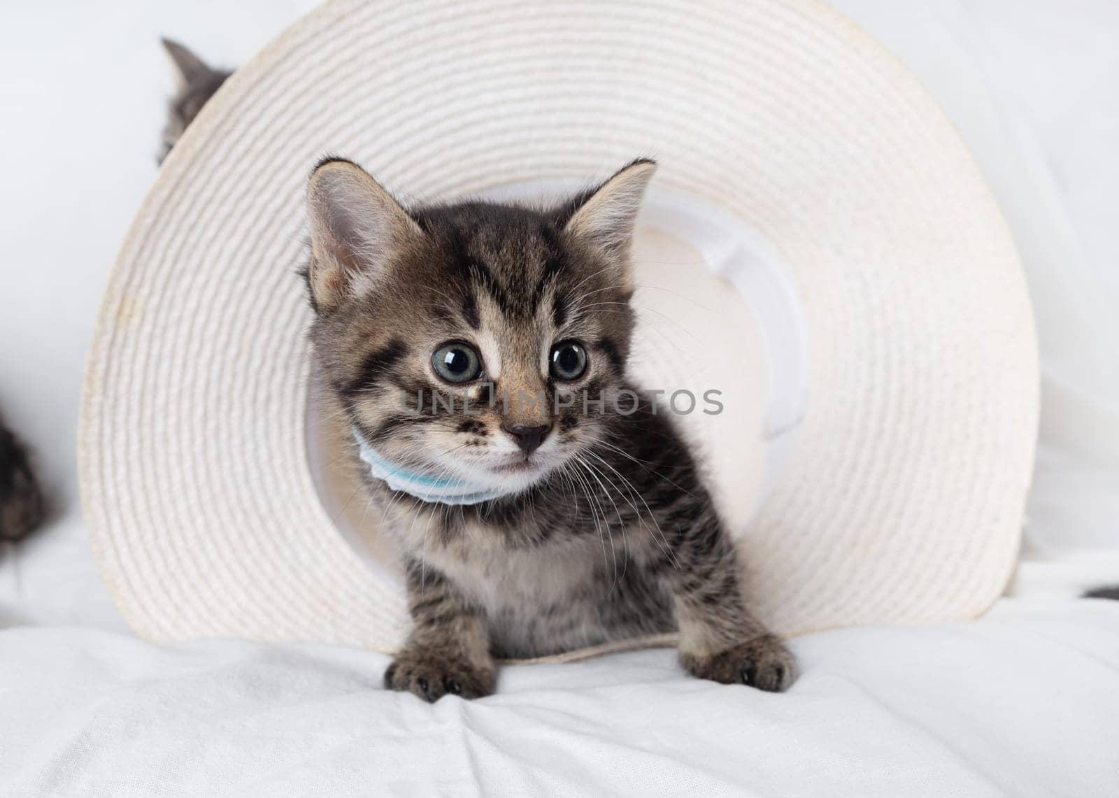 Curious cute tabby kitten on hat background.