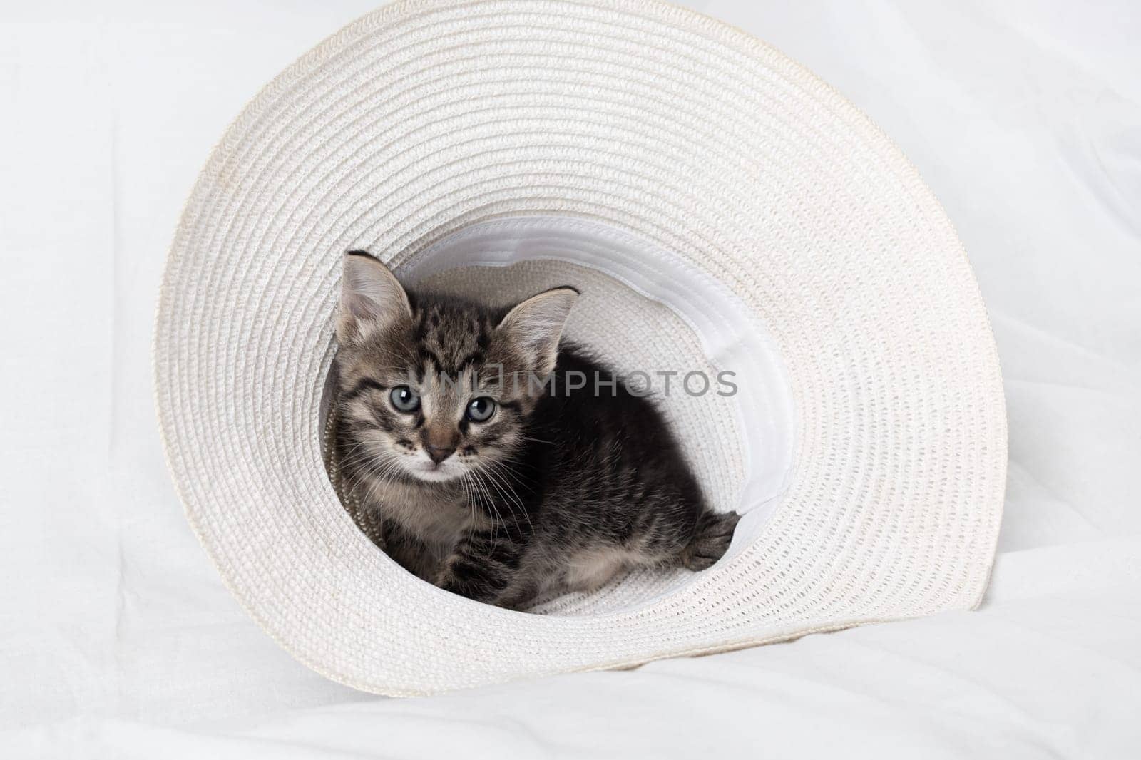 Little cute tabby kitten sitting in hat.