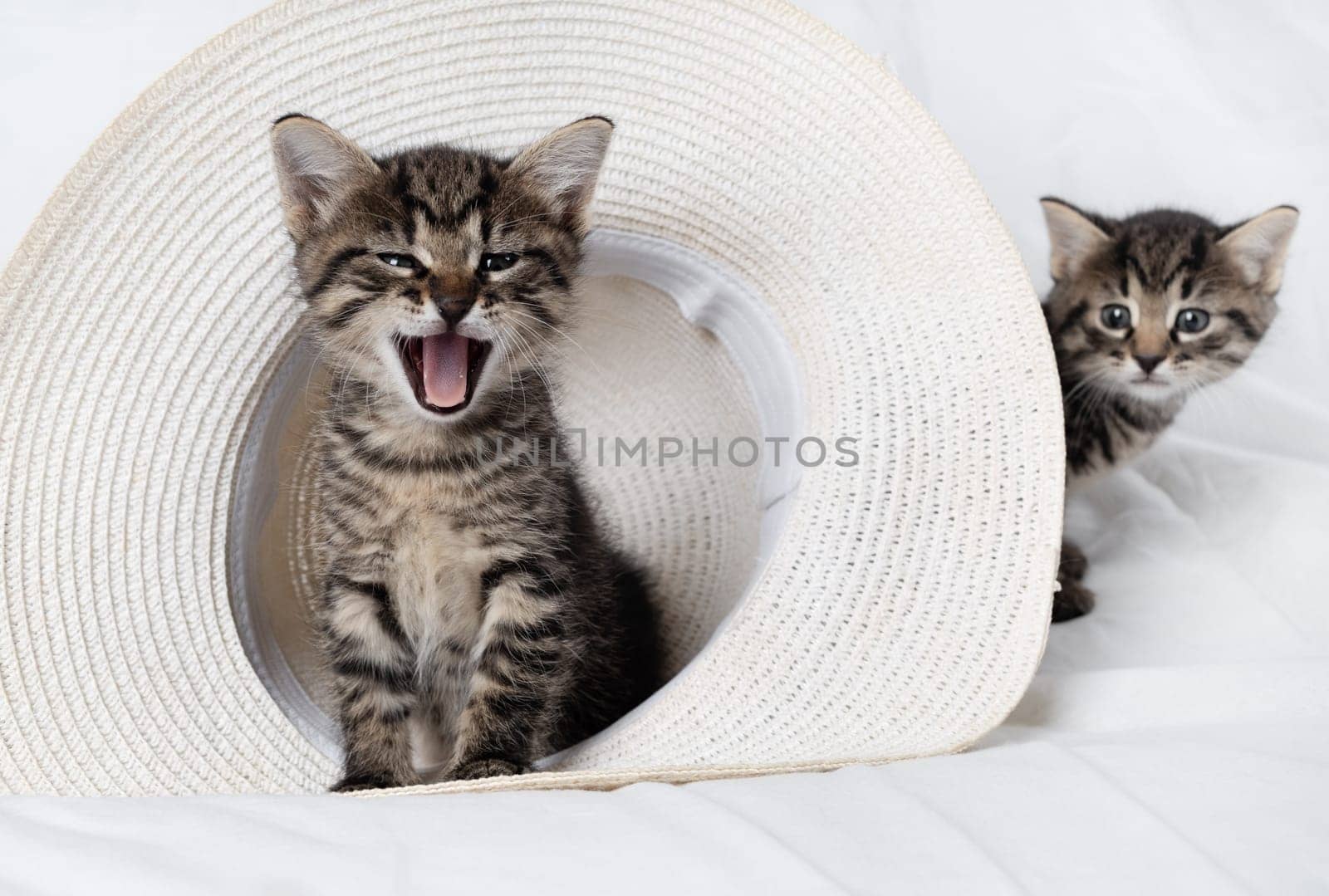 Cute little tabby kitten meows yawns and looks into the camera.