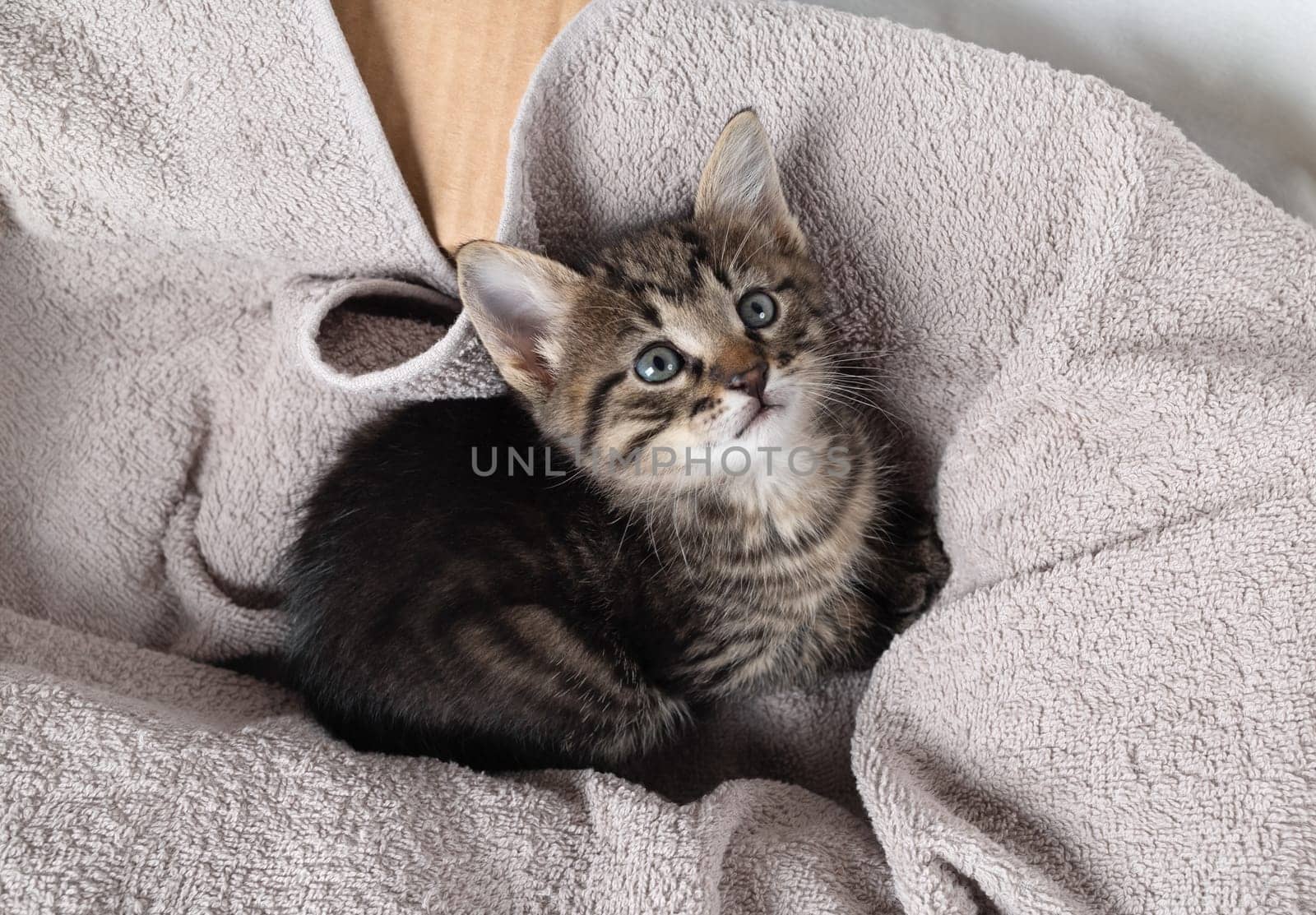 Small cute tabby kitten on towel background.