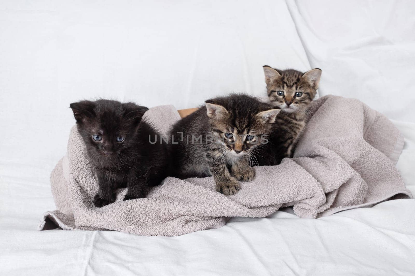 Three little cute kittens sitting on towel.
