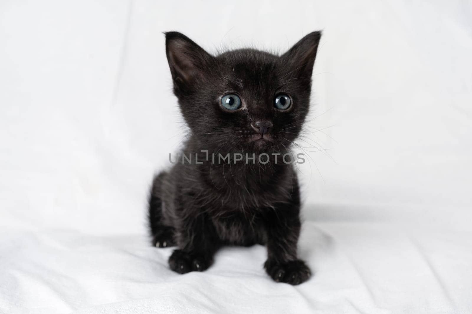 Little cute black kitten sitting. Selective focus.