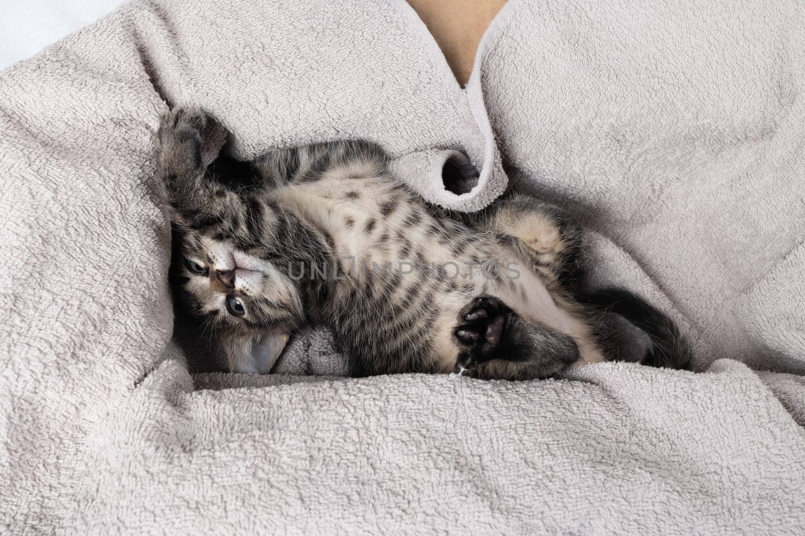 Little naughty kitten playing on soft towel.