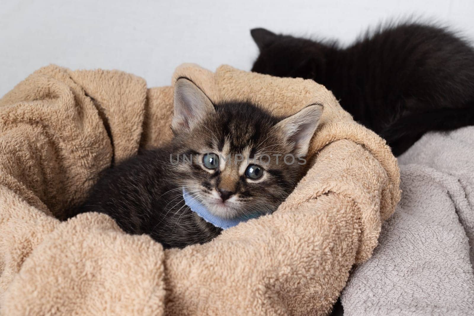 Little cute tabby kitten against towel background.